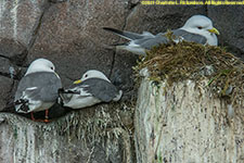 kittiwakes